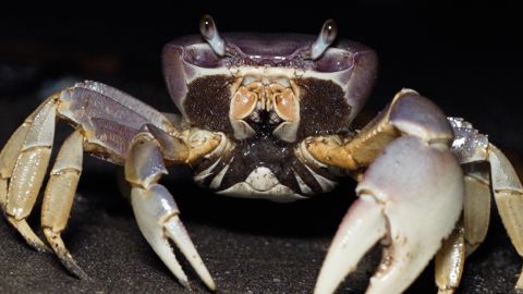 CTE CANGREJO AZUL PICS.00_05_45_09.Still010.jpg