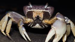 CTE CANGREJO AZUL PICS.00_05_45_09.Still010.jpg