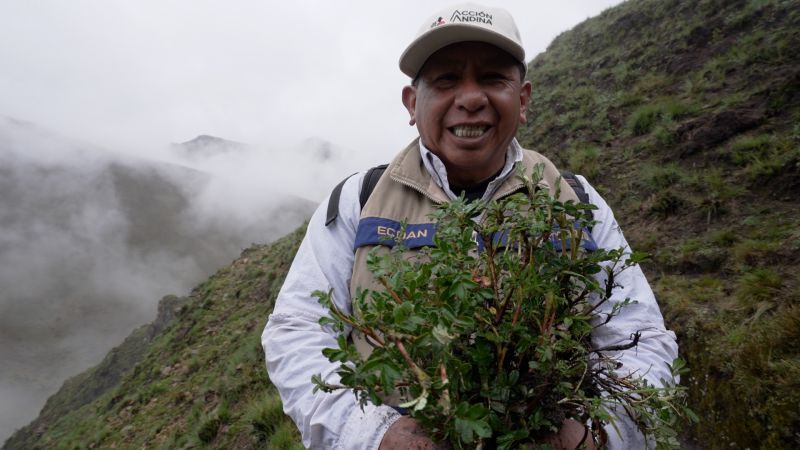 Estão sendo plantados milhões de 'árvores das nuvens' nos Andes. - jili slot