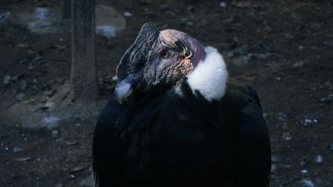 Más de 500 cóndores han sido rescatados en Argentina en unas tres décadas.