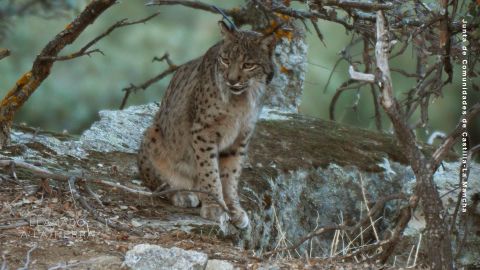 CTE LINCE IBERICO pics.00_01_34_06.Still001.jpg