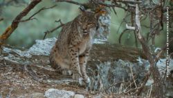 CTE LINCE IBERICO pics.00_01_34_06.Still001.jpg