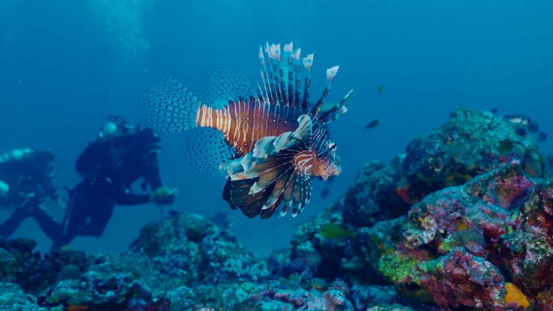 El pez león, la especie invasora que se ha extendido desde la Florida hasta las costas de Brasil
