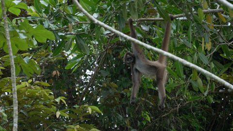Los monos araña café están entre los 25 primates más amenazados.