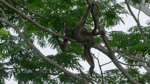 CTE MONO ARANA PICS.00_05_27_24.Still002.jpg