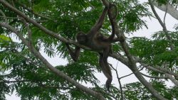 CTE MONO ARANA PICS.00_05_27_24.Still002.jpg