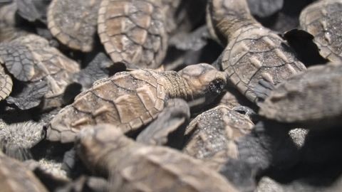 CTE PROCOSTA pics.00_05_54_25.Still016.jpg