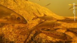 CTE SAVING SANDFISH pics.00_03_59_00.Still006.jpg