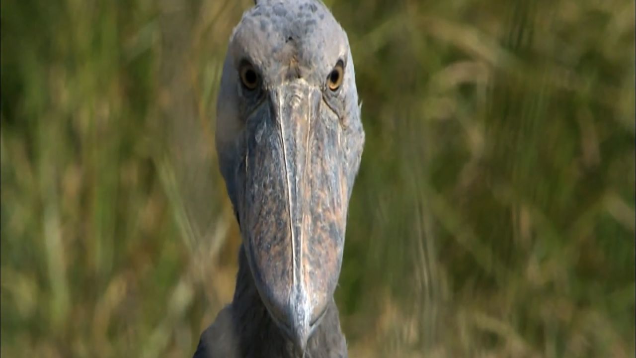 CTE SHOEBILLS CLEAN.00_01_27_17.Still001.jpg