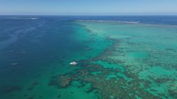 When out in the field, the team works off a boat, diving to collect and analyze specific coral species.