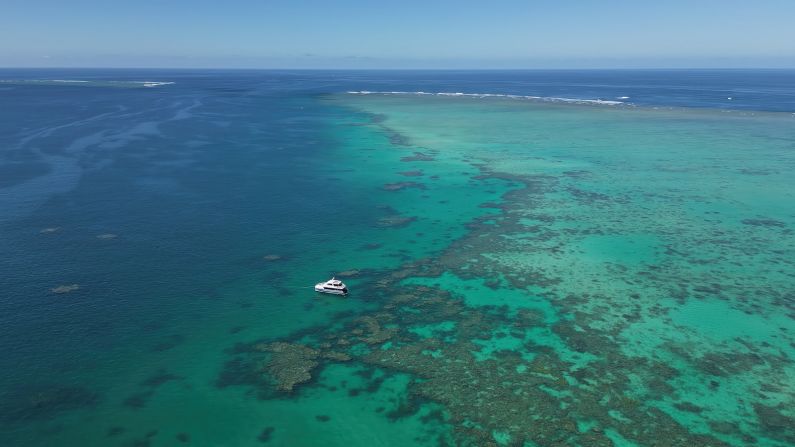 When out in the field, the team dives to collect specific coral species and analyzes them.