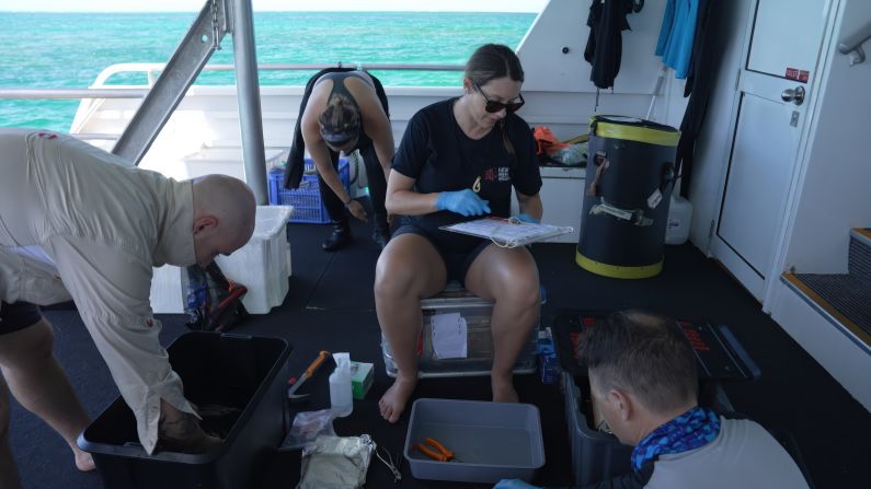 The team sort through samples during an expedition. Any corals that they identify as stress-tolerant they will take back to the lab for further testing.