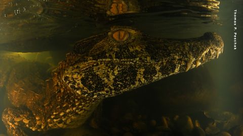 CTE THOMAS PESCHAK PICS.00_00_54_18.Still001.jpg