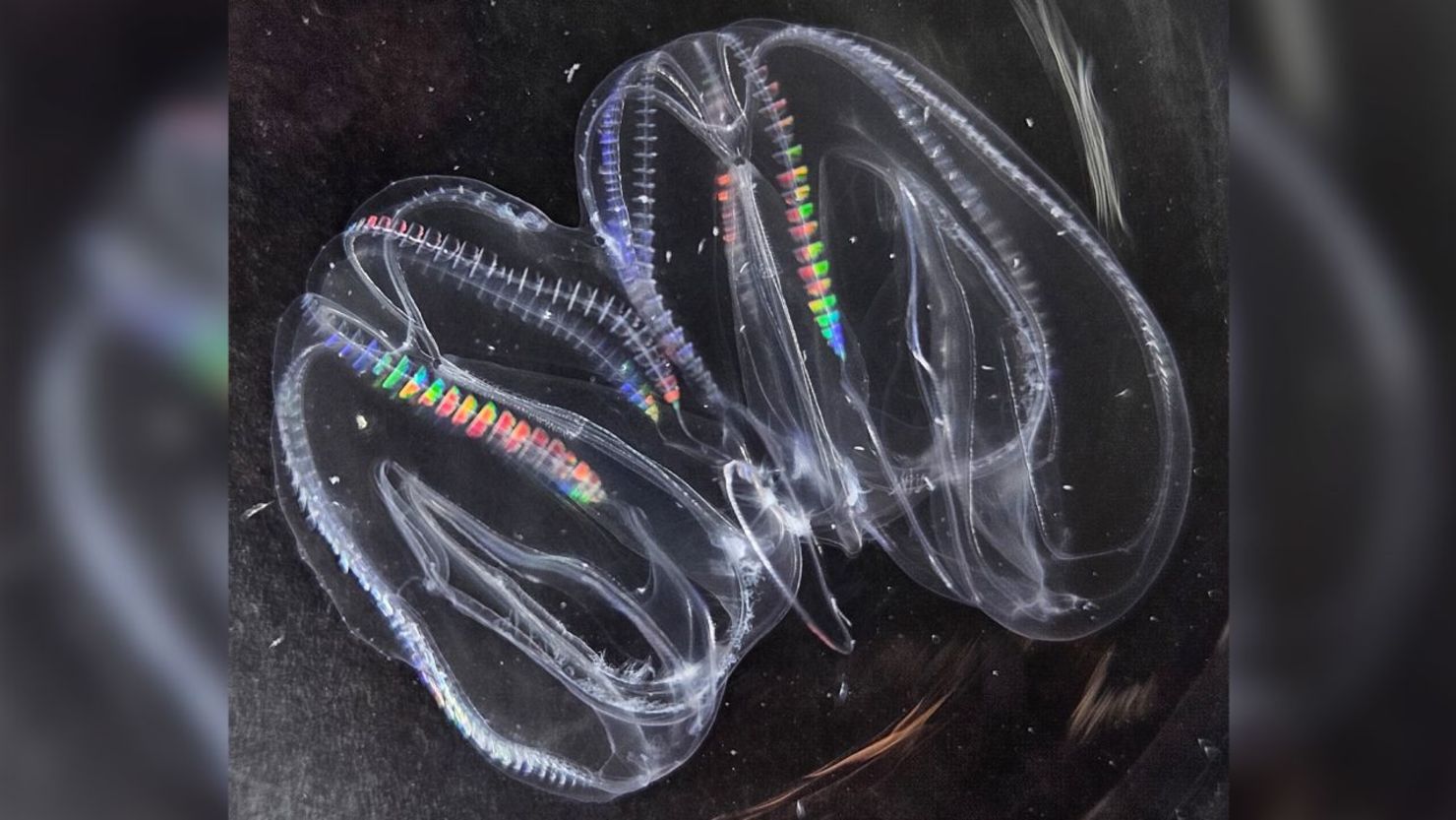 Además de sus cuerpos, los ctenóforos, conocidos científicamente como <em>Mnemiopsis leidyi</em>, también fusionan sus sistemas nervioso y digestivo, según ha descubierto una investigación.