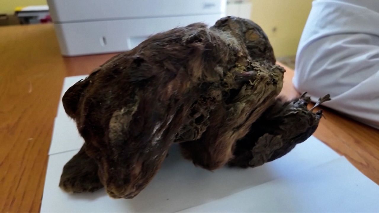 First-of-its-kind saber-toothed kitten mummy find is covered in soft ...