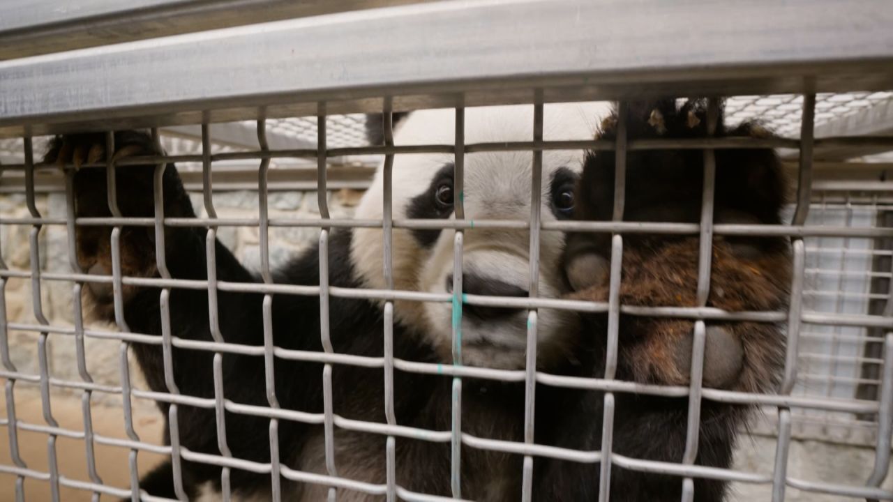 Watch: David Culver meet Bao Li the panda at the Smithsonian National ...