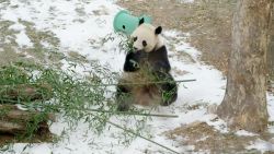 culver panda bts thumb 1.jpg