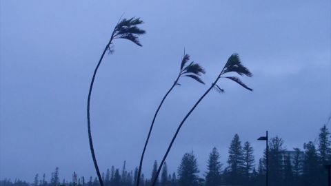 cyclone alfred.jpg