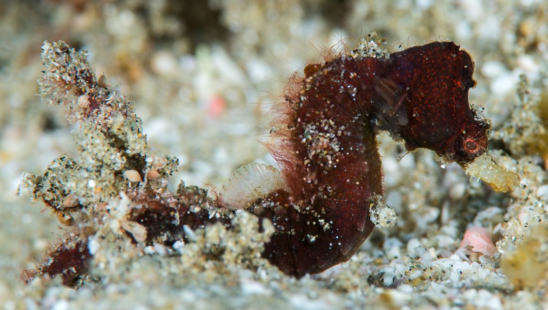 Researchers discovered a pygmy pipehorse, subsequently named Cylix nkosi, in the subtropical waters off South Africa.