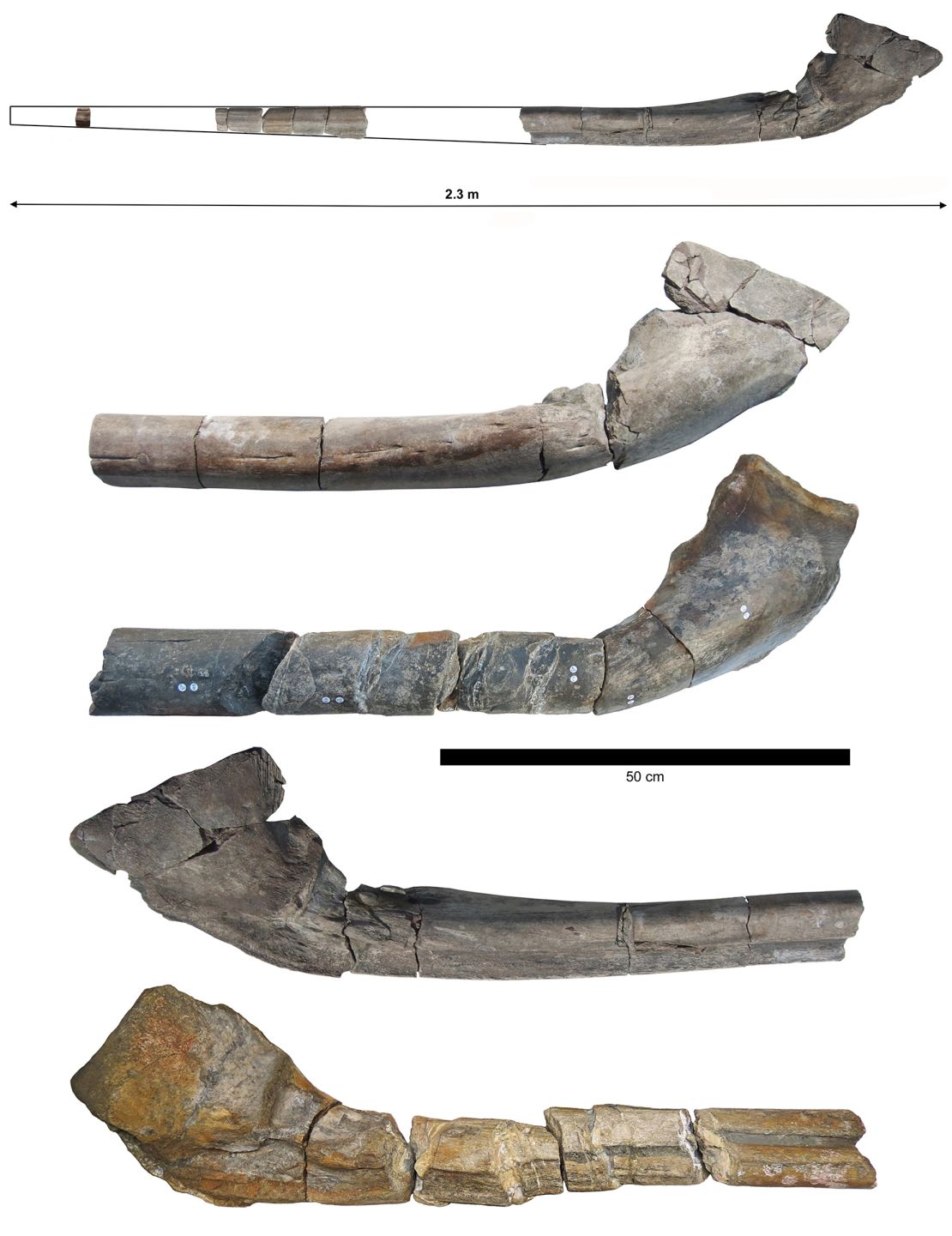 The nearly complete giant jawbone is shown along with the jawbone (middle and bottom) found by Paul de la Salle in 2016.
