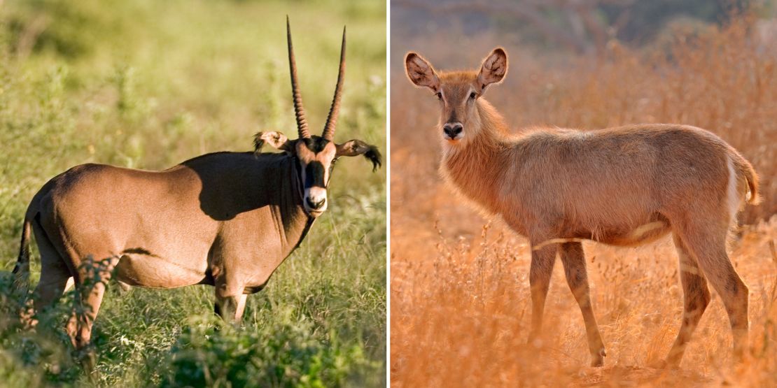 De Tsavo-leeuwen jaagden ook op oryx (links) en waterbokken.