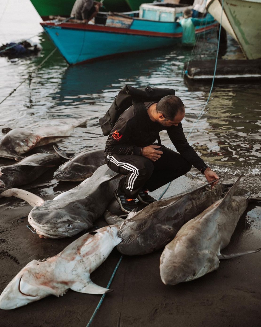 Marine scientist Diego Carde?osa working with fisheries in South America to monitor shark catches.