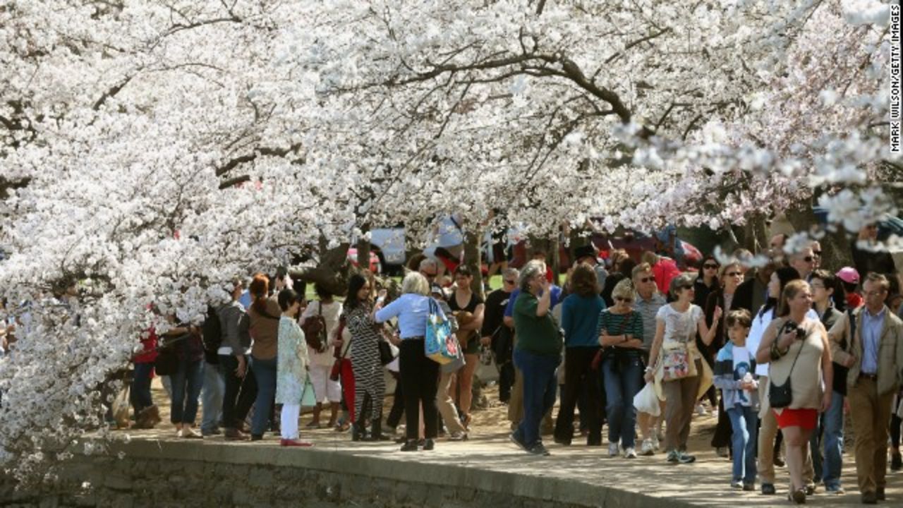 Visitors enjoy the cherry blossom trees during the Cherry Blossom Festival in Washington, DC, in 2016.