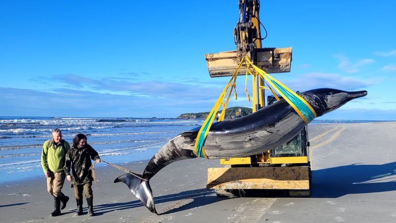 ¿Ha aparecido la ballena más rara del mundo en una playa? Científicos luchan por averiguarlo