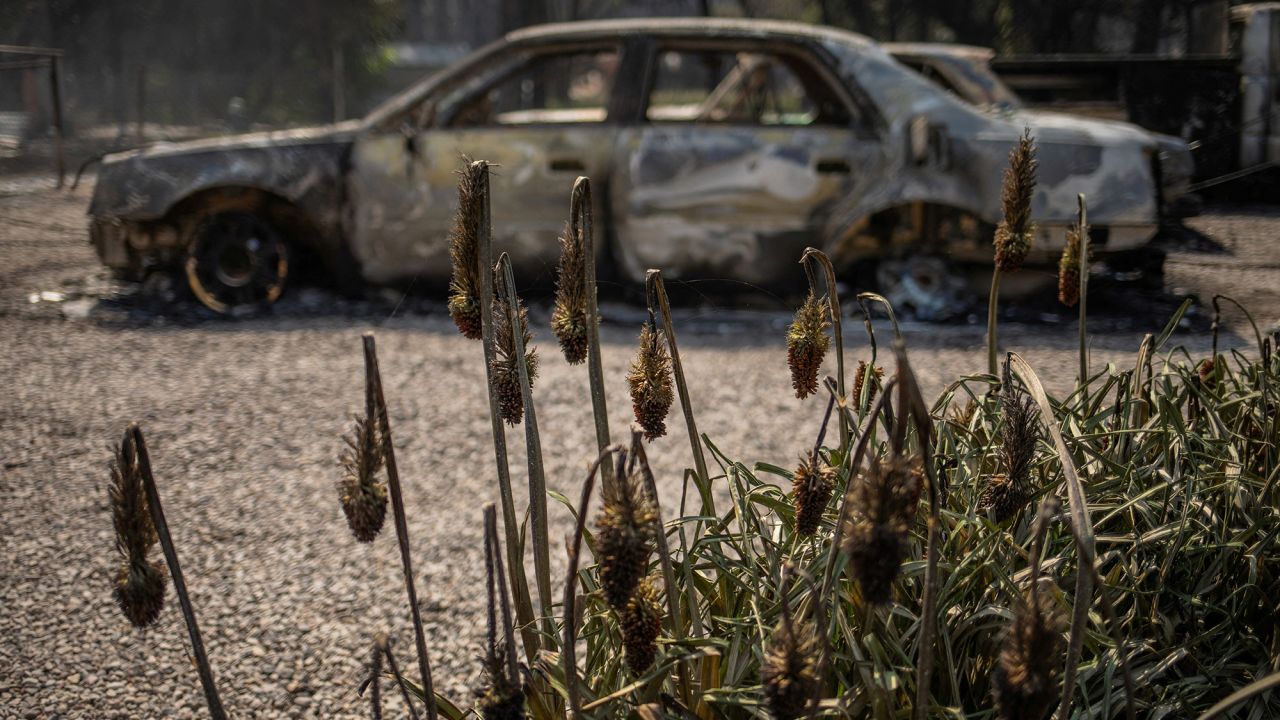 Damaged foliage is seen in front of a car destroyed by wildfires in Alto, New Mexico, on June 19. 