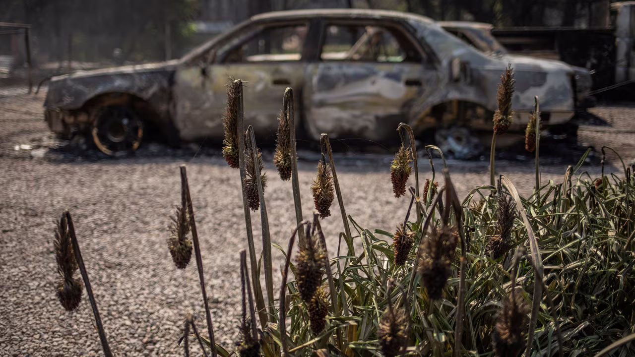 Damaged foliage is seen in front of a car destroyed by wildfires in Alto, New Mexico, on June 19. 