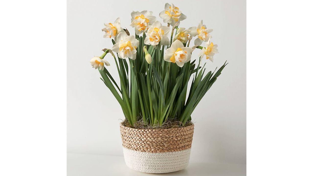 daffodil bulb garden cnnu.jpg