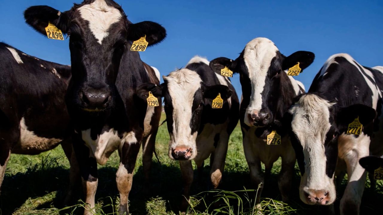dairy cows.jpg