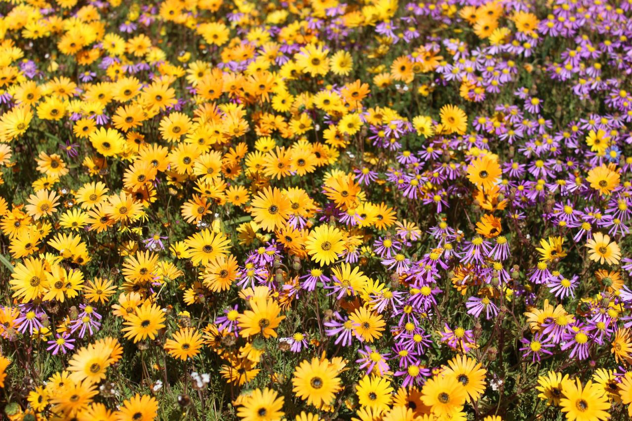 Once a year the barren desert around Nieuwoudtville erupts with a superbloom of flowers.