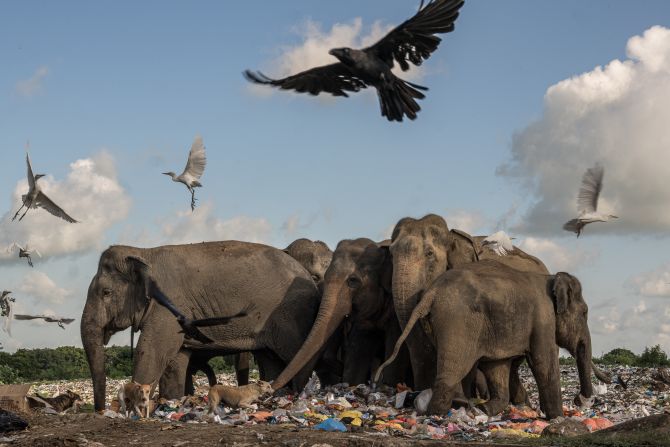 Damith Osuranga Danthanarayana’s photograph of elephants eating garbage in Ampara, Sri Lanka, shows the threat of plastic waste.