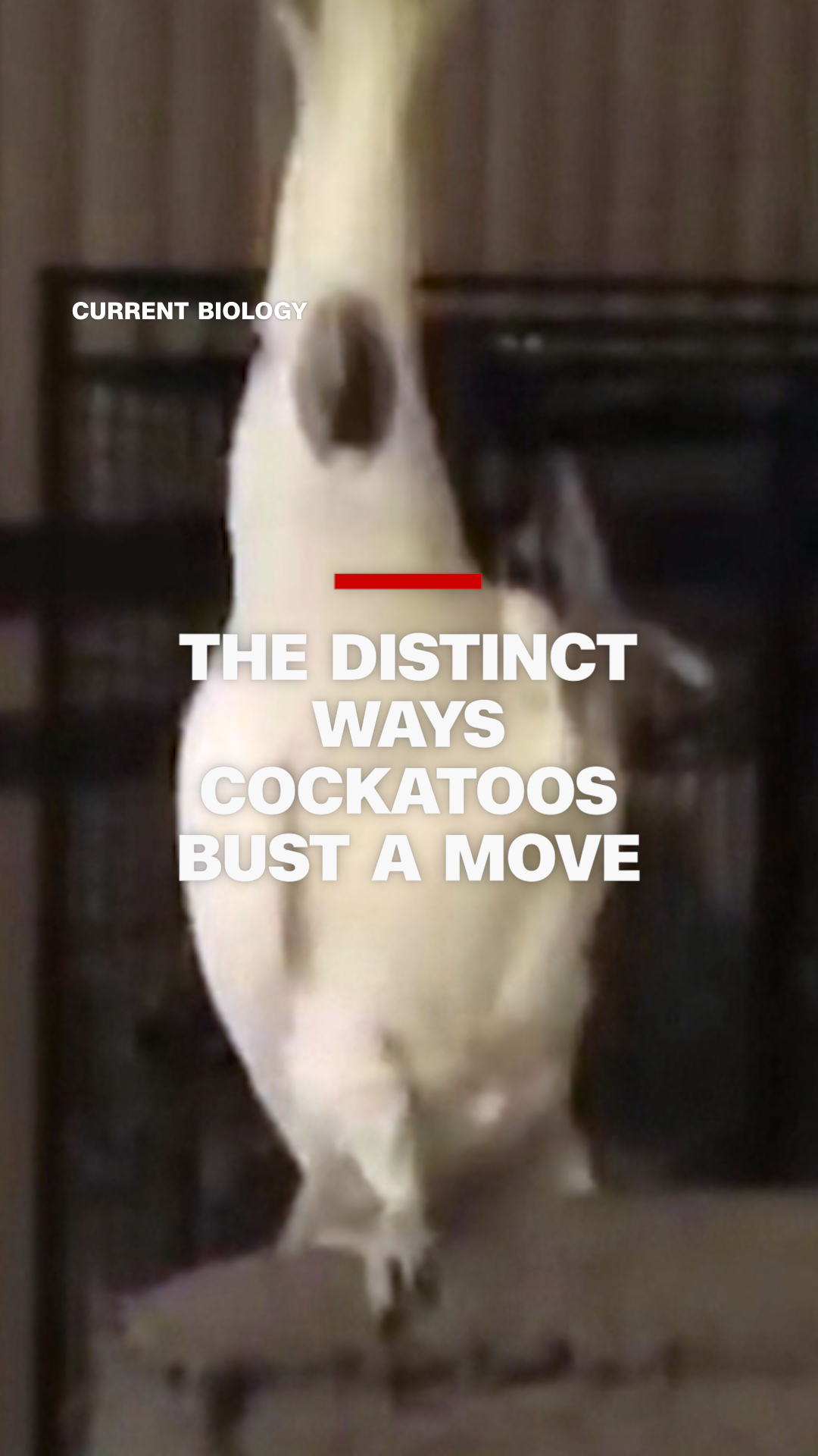 DANCING COCKATOOS VERT.png
