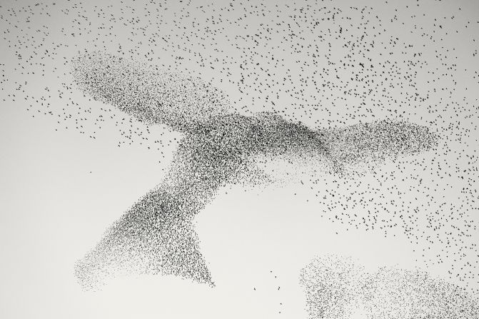 Starling Murmuration: A mesmerizing mass of starlings swirl into the shape of a huge bird on their way to communal roosts in the skies above Rome, in Italy.