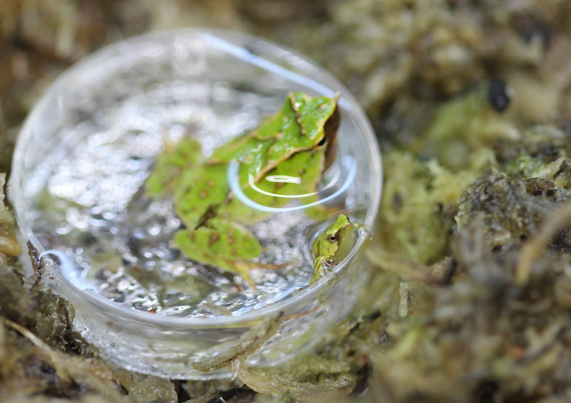 A male frog from Darwin and a newborn frog can be seen at the London zoo.