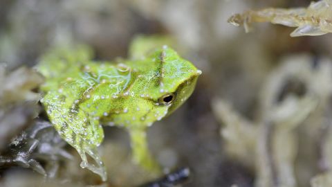Darwin's frog newborn frog metamorph at London Zoo.