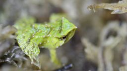 Newly identified species of Tanzanian tree toad leapfrog the tadpole stage and give birth to toadlets | CNN