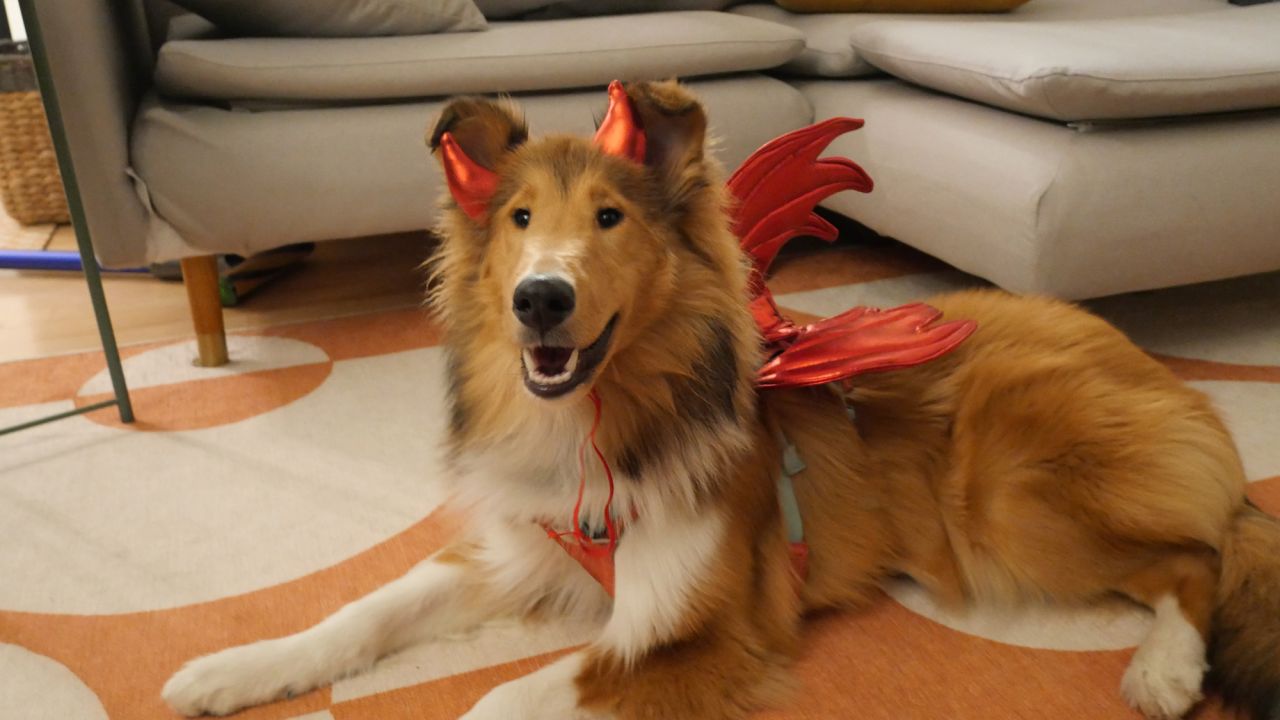 33 editor-favorite pet Halloween costumes