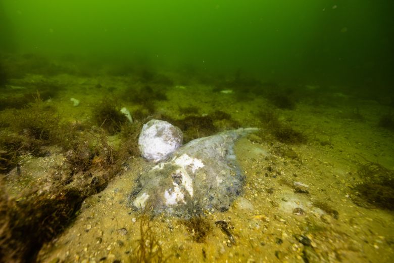 A dead stingray in neon green water.