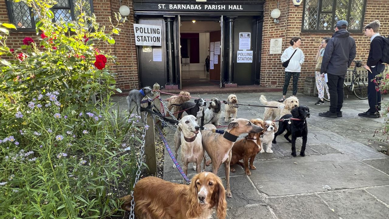 A group of dogs are posed for a photo at a polling station in London.