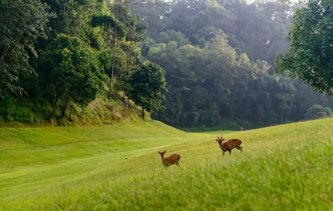 Deer regularly share the farways with golfers at Gokarna.