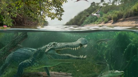 Una ilustración artística muestra a Deinosuchus riograndensis nadando con un pariente temprano del caimán en los humedales del Mar Interior Occidental, en el suroeste de Norteamérica, durante el Cretácico Superior.