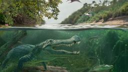An artists interpretation shows Deinosuchus riograndensis swimming with an early alligator relative in the wetlands of the Western Interior Seaway in southwestern North America, during the Late Cretaceous.