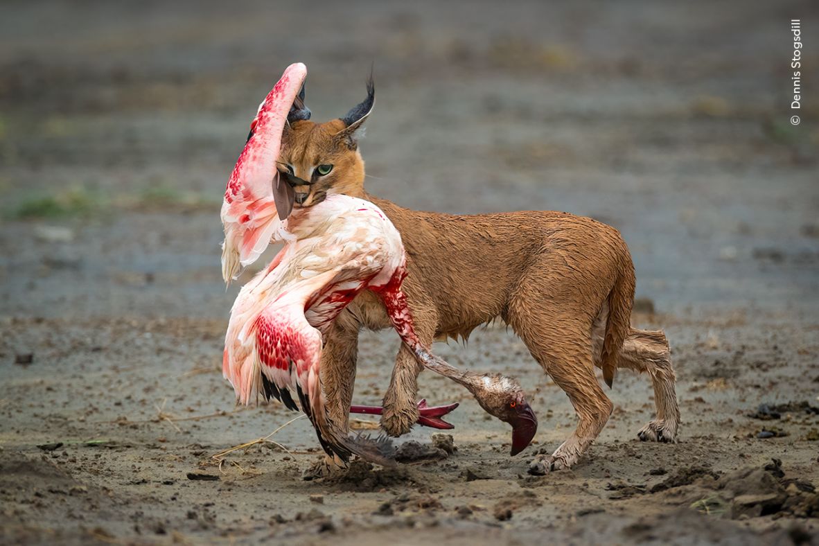 Dennis Stogsdill won the Behaviour: Mammals category with this photo of a caracal eating a lesser flamingo in the Serengeti National Park, Tanzania.