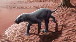 Una ilustración de un artista muestra un gorgonopsiano, un pariente lejano de los mamíferos con dientes de sable y un depredador terrestre dominante que desapareció hace 252 millones de años.