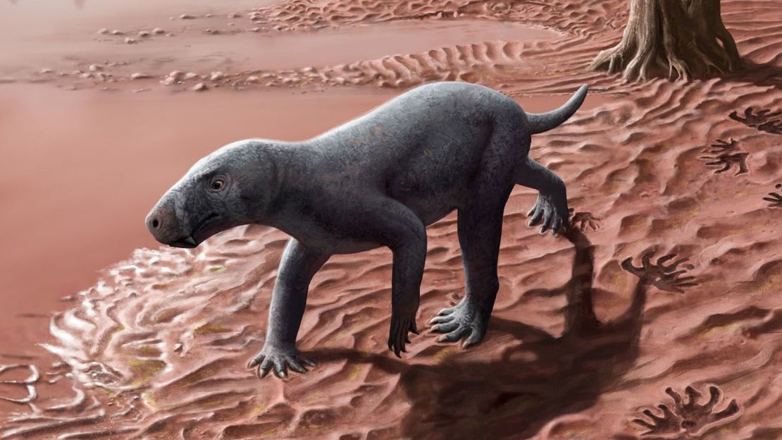 Una ilustración de un artista muestra un gorgonopsiano, un pariente lejano de los mamíferos con dientes de sable y un depredador terrestre dominante que desapareció hace 252 millones de años.