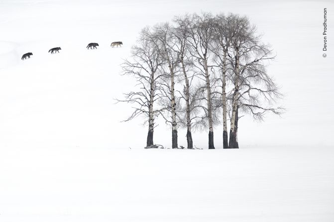 Devon Pradhuman captured this scene of four gray wolves crossing the snow in Yellowstone National Park, US.