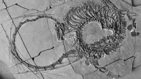 The fossil is 240 million years old.